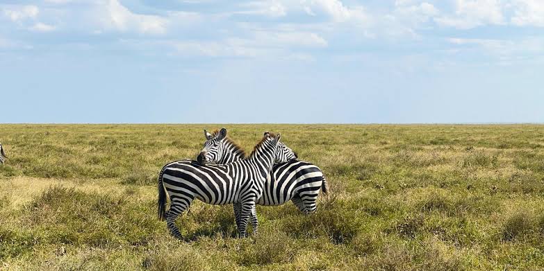 Serengeti Northern Tanzania safari landscape