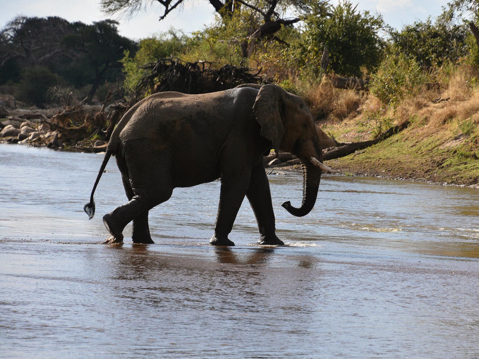 3-Day Ruaha National Park Safari from Zanzibar