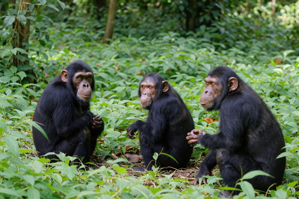 Primate Safaris in Tanzania featuring wild chimpanzees in Mahale Mountains National Park