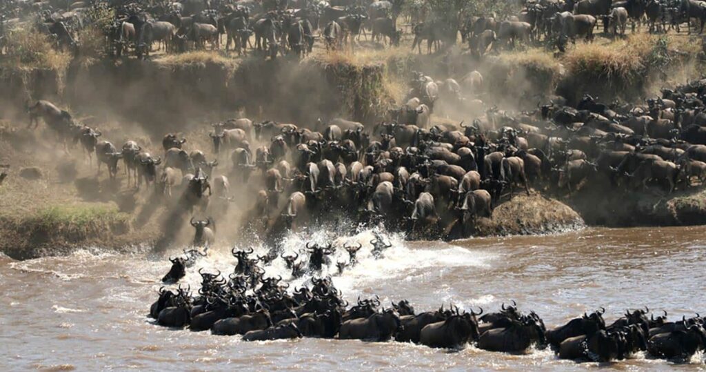 5 Day Great Migration Fly In Safari from Arusha in Serengeti