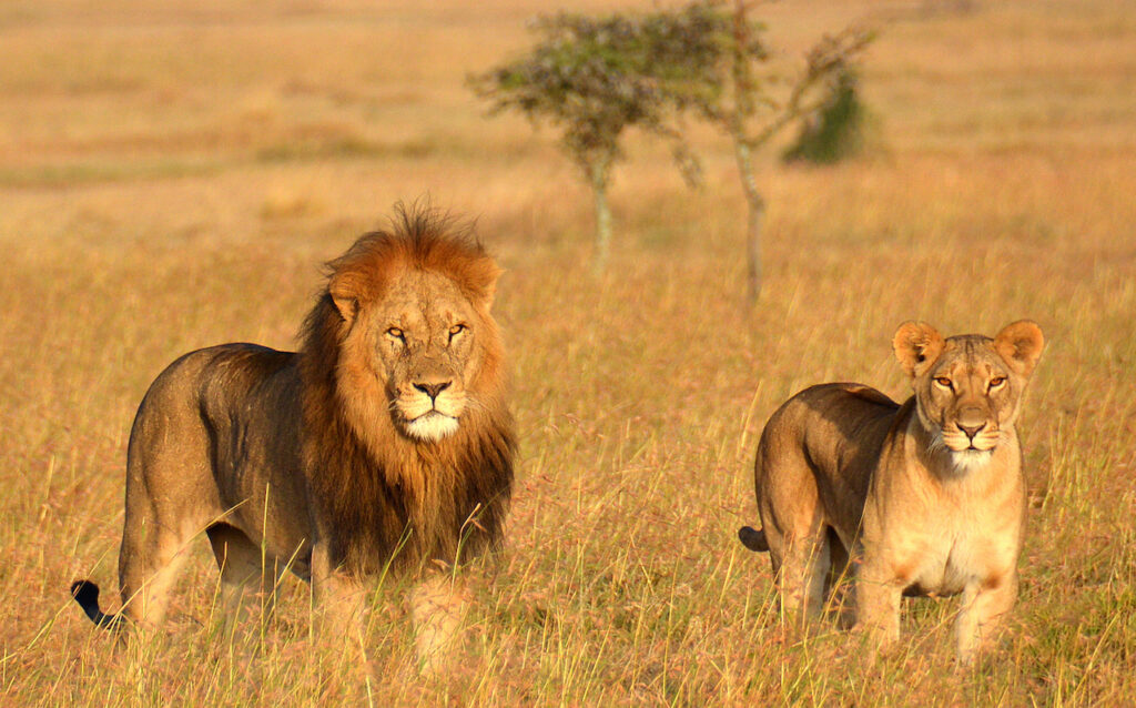 12 Day Ultimate Tanzania Luxury Fly-In Safari and Zanzibar featuring Serengeti wildlife, Ngorongoro Crater, Tarangire elephants and