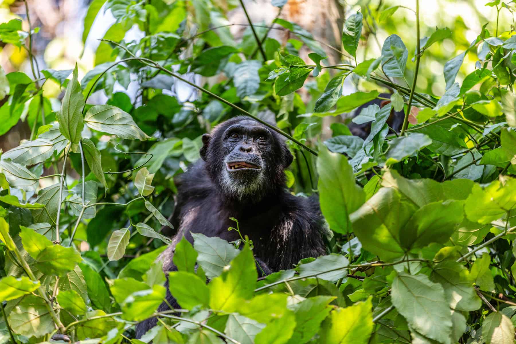 Tanzania Chimpanzee Safaris in Gombe Stream National Park