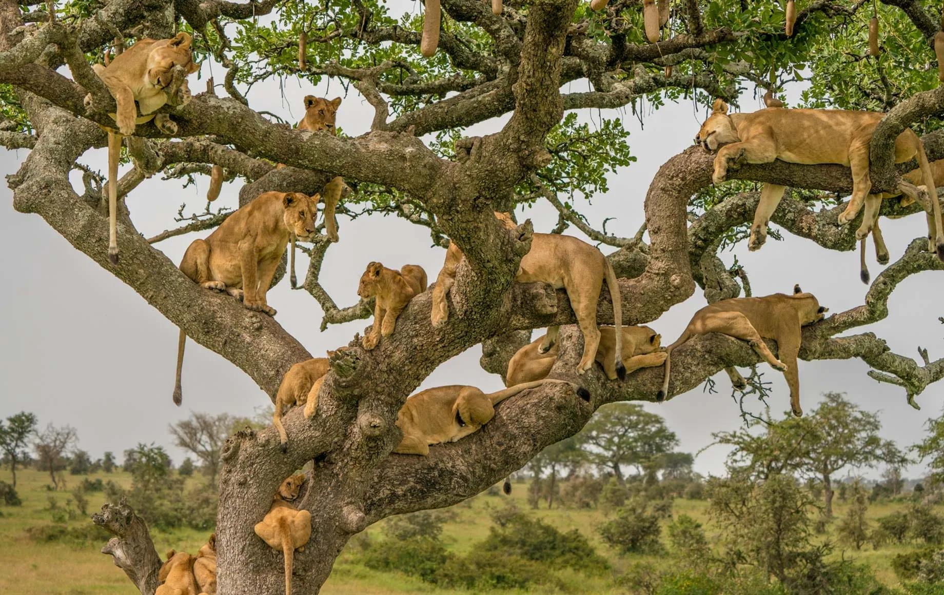 3 days private Serengeti and Ngorongoro safari from Zanzibar