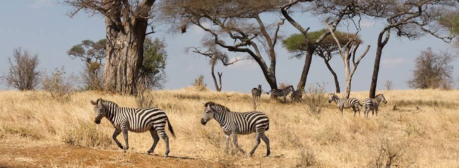 3 days Tarangire safari/Mid -Range Tanzania Wildlife Experience
