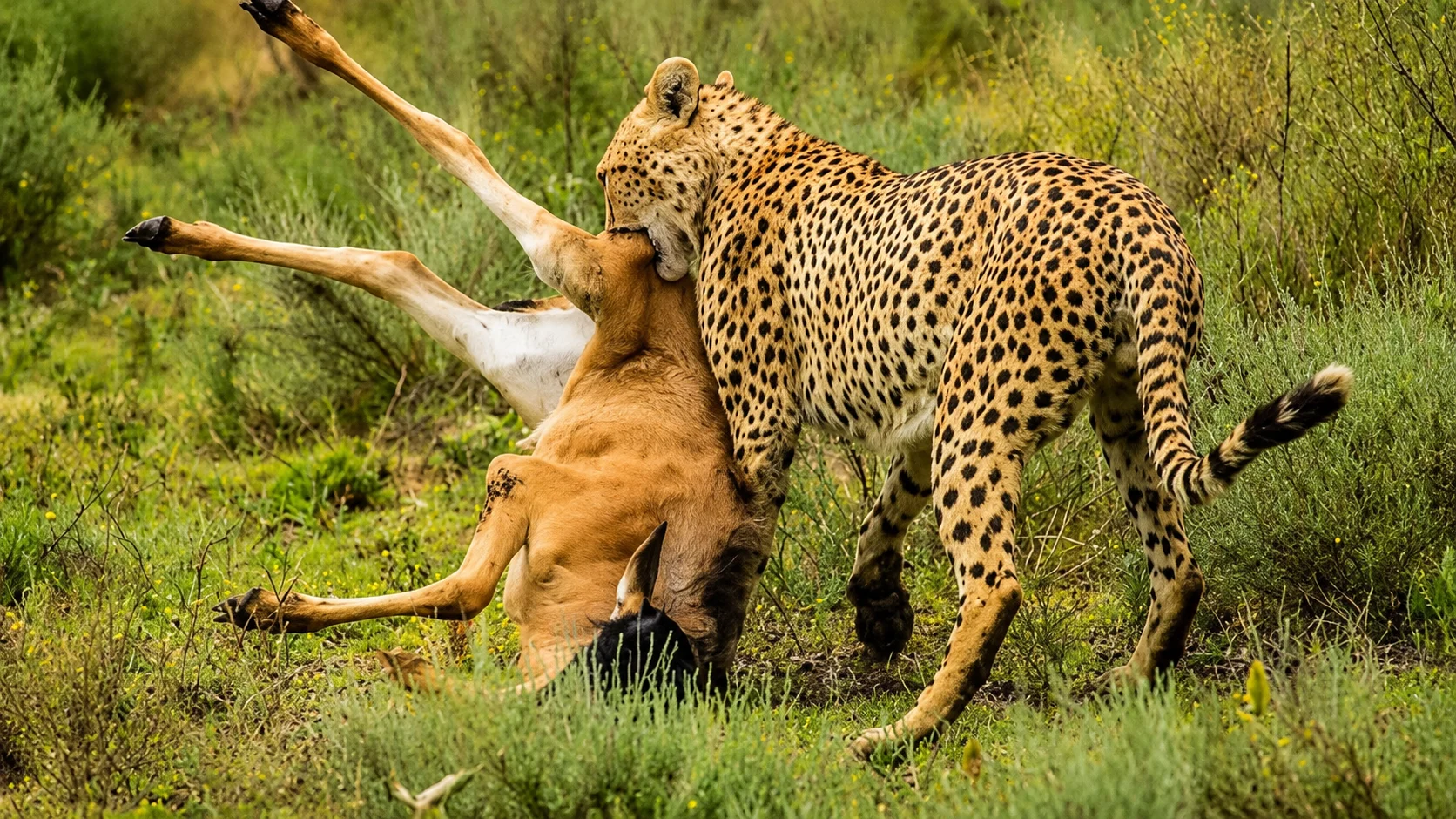 6-Day Private Tanzania Wildlife Photography Safari.