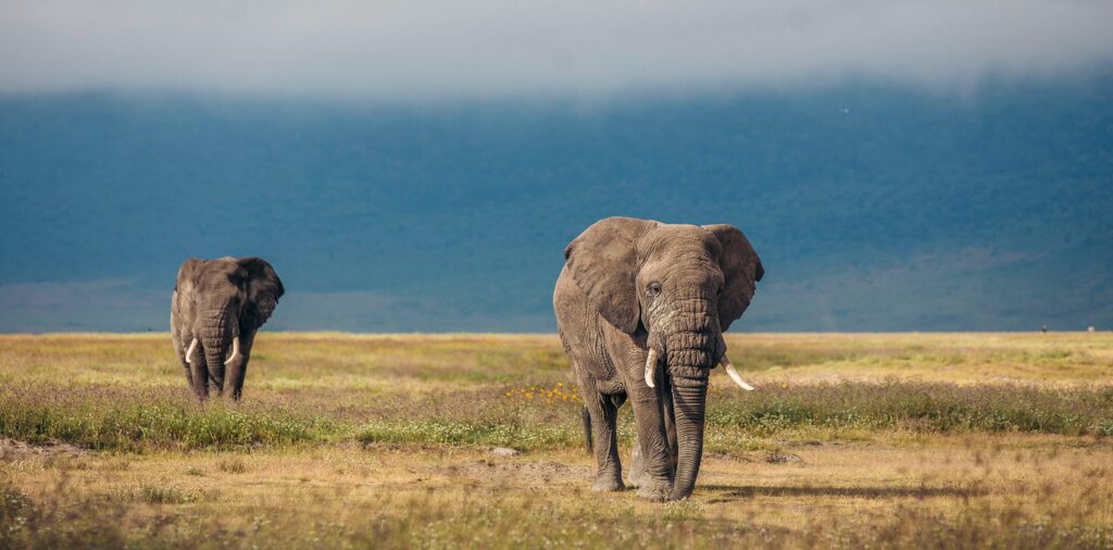 Tanzania Safari FAQ with wildlife viewing in Tanzania