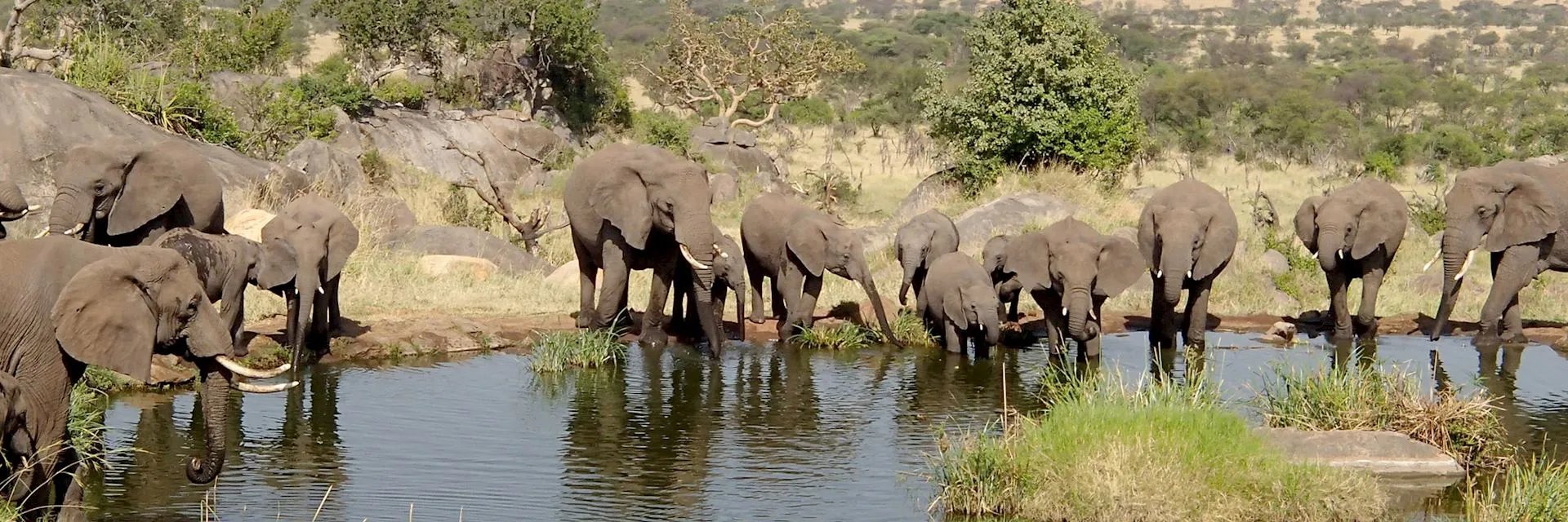 Tarangire Safari with baobab trees and wildlife in Tanzania
