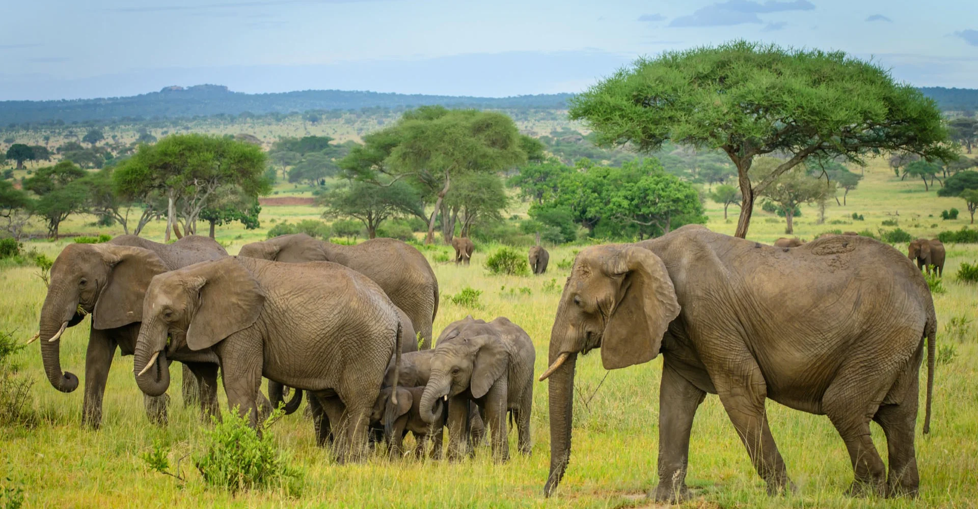 Tarangire Wildlife elephant herd during a Tanzania safariv