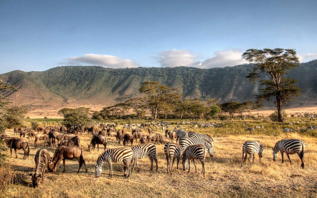 1 Day Ngorongoro Crater Safari from Arusha with wildlife
