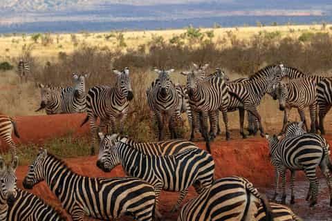 10 Days Kenya Safari & Diani Beach Holiday