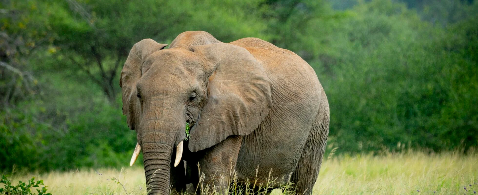 3 Days Tarangire,Ngorongoro and Lake Manyara Mid-Range Safari