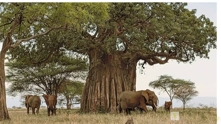 2-Day Romantic Flying Safari from Zanzibar to Tarangire National Park with elephants