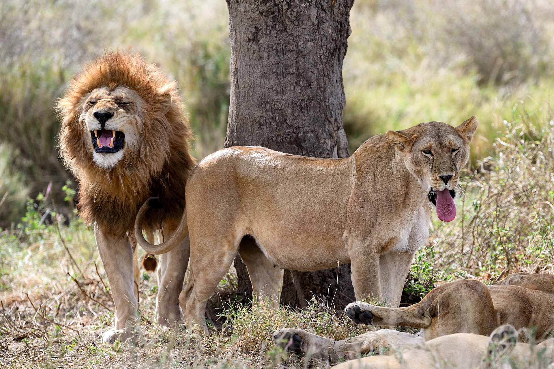 3 Day Luxury Safari to Tarangire and Ngorongoro Crater