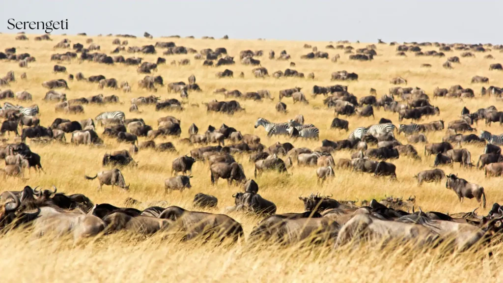 Northern Serengeti safari on a 4-day safari from Arusha