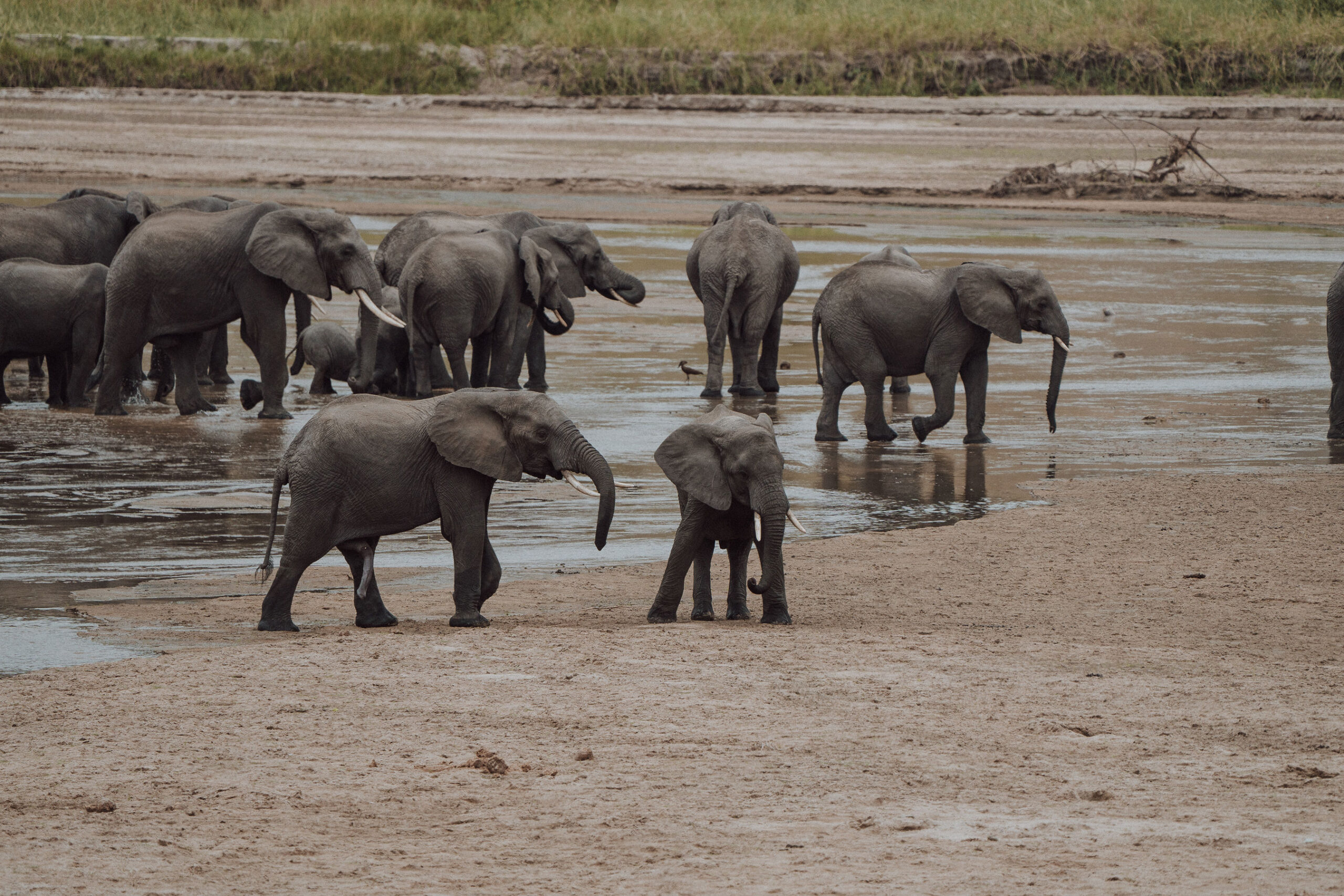 Wildlife during a Serengeti safari and Zanzibar beach holiday in Tanzania