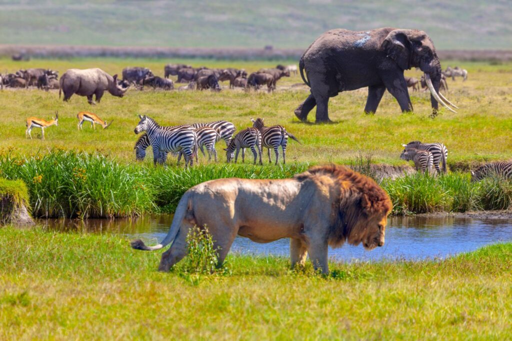 Serengeti and Zanzibar safari holiday featuring Tanzania wildlife and beautiful tropical beaches